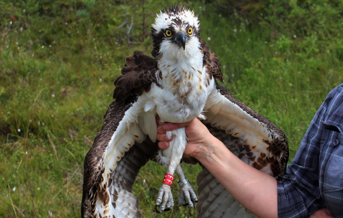 Osprey Joeli while he was equipped with a GPS tracker.